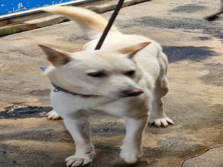 횡성유기동물보호센터_442426202300296